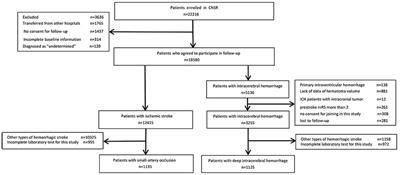 Risk Profile of Ischemic Stroke Caused by Small-Artery Occlusion vs. Deep Intracerebral Hemorrhage